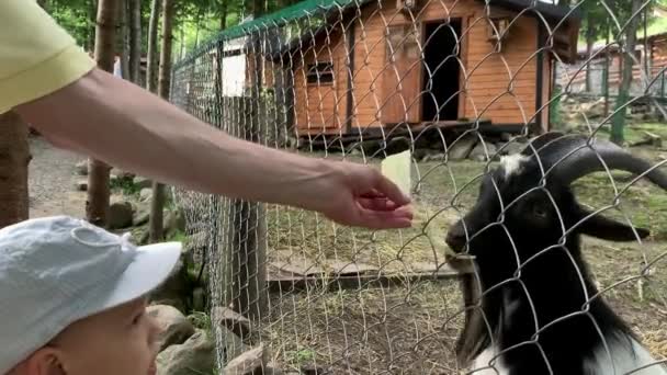 Landbouw, boerderij, bos natuur concept. Blij familie reist naar het voeden van wilde en huisdieren thuis contact dierentuin in de zomer zonnige dag te bezoeken. Jonge broers en zussen peuter kleuterschool kinderen voeden geiten — Stockvideo