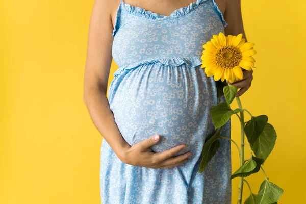 La maternidad, la maternidad, la feminidad, el verano caluroso, la naturaleza, las personas - el retrato recortado la mujer embarazada irreconocible en el vestido azul floral sostienen la flor grande fresca viva de girasol cerca del vientre sobre el fondo amarillo — Foto de Stock