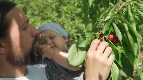 髭を生やした若い父親が子供を養う。父の小さな娘の幼児の子供は、夏の晴れた日に村の庭の木の枝からチェリーを選ぶ。収穫、儀式、家族、休暇、自然、健康食品の概念 — ストック動画