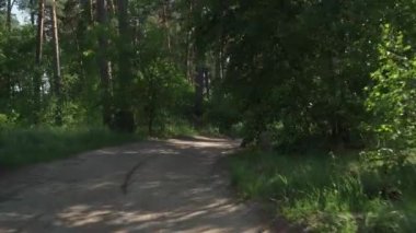 Ormandaki toprak yolda hareket halindeki arabadan manzara. Doğa çam ormanlarında yürüyor. Ormanda yürüyüş. Turistler geçilemez yerlerde seyahat ederler. Tatil, kamp, eğlence, kamp konseptine gitmek.
