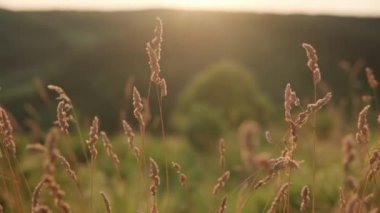 Panoramik olarak, batan güneş ışınlarıyla yabani otların sarı kulaklarını vuruyorlar. Kuru otlar gün batımında rüzgarda sallanıyor. Şafaktan sonra dağlardaki vahşi çayır manzarası. Doğa, özgürlük, yaşam konsepti