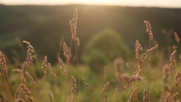 Close-up panoramische schieten gele oren van wild gras in stralen van ondergaande zon. droog veld gras zwaaiend in de wind bij zonsondergang. uitzicht op wilde weide in de bergen na dageraad. Natuur, vrijheid, levensconcept — Stockvideo