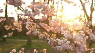 Çiçekli Pembe Elma Ağacı dalları açık mavi gökyüzünün arka planında güneşli bir bahar gününde rüzgarda hareket ediyor. Gün batımında Ilık Güneş Işığında Kiraz Çiçekleri, Lens Işığı. Doğa, Başlangıç Konsepti