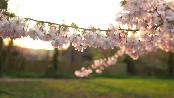 Ramas florecientes de manzanos rosados avanzando hacia el viento en el soleado día de primavera en el fondo del cielo azul claro. Flores de cerezo a la luz del sol caliente durante el fondo de la puesta del sol, destello de la lente. Naturaleza, Principio Concepto — Vídeo de stock