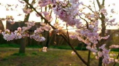 Çiçekli Pembe Elma Ağacı dalları açık mavi gökyüzünün arka planında güneşli bir bahar gününde rüzgarda hareket ediyor. Gün batımında Ilık Güneş Işığında Kiraz Çiçekleri, Lens Işığı. Doğa, Başlangıç Konsepti