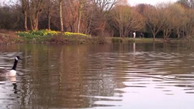 Anser anser, Anatidae familyasından Anatidae familyasından bir kaz türü.