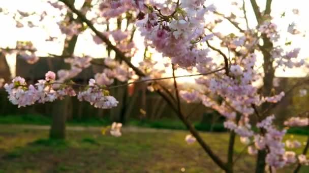 Floração Rosa Maçã Árvore Ramos Movendo-se Sobre o Vento Em Sunny Primavera Dia No Fundo do Céu Azul Claro. Flores de cerejeira em luz solar quente durante o pôr-do-sol fundo, chama lente. Natureza, Princípio Iniciante — Vídeo de Stock