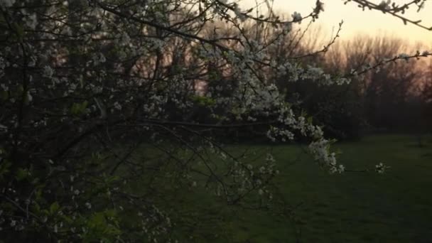 晴れた青空を背景に、春の晴れた日に風に乗って移動する白いアップルの木の枝を咲かせます。日没時の暖かい日差しの中で桜背景には、レンズフレア。自然、始まりの概念 — ストック動画