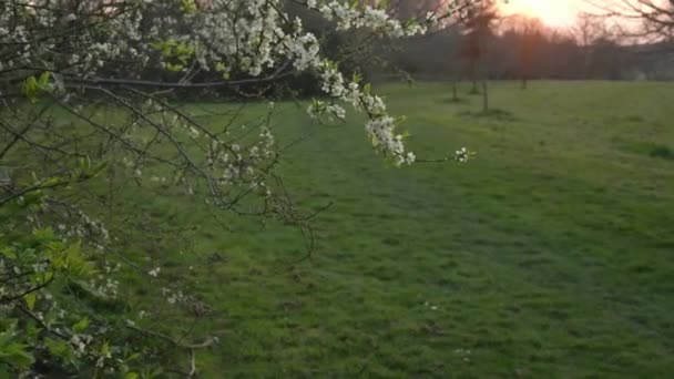Blooming White Apple Tree Ramos movendo-se sobre o vento na Primavera Dia ensolarado no fundo do céu azul claro. Flores de cerejeira em luz solar quente durante o pôr-do-sol fundo, chama lente. Natureza, Princípio Iniciante — Vídeo de Stock