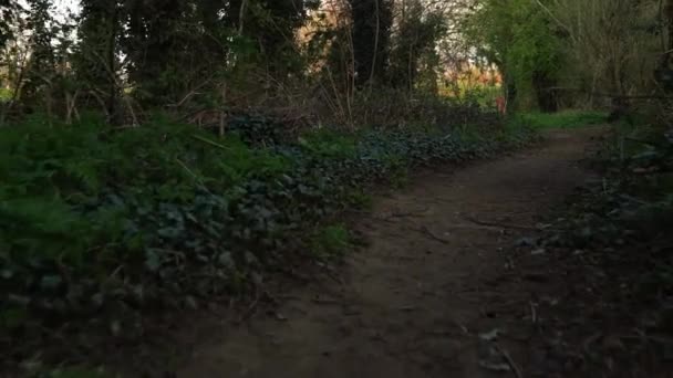 Пішохідна стежка Прогулянкова стежка в дикому зеленому лісі, що рухається. Особиста перспектива прогулянки по парку. Постійний знімок камери. Товстун йде через ліс. Дивовижна розслаблююча дорога оточена деревами — стокове відео
