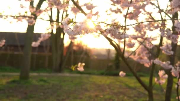 晴れた春の空を背景に風に乗って動くピンクのアップルの木の枝が咲く。日没時の暖かい日差しの中で桜背景には、レンズフレア。自然、始まりの概念 — ストック動画