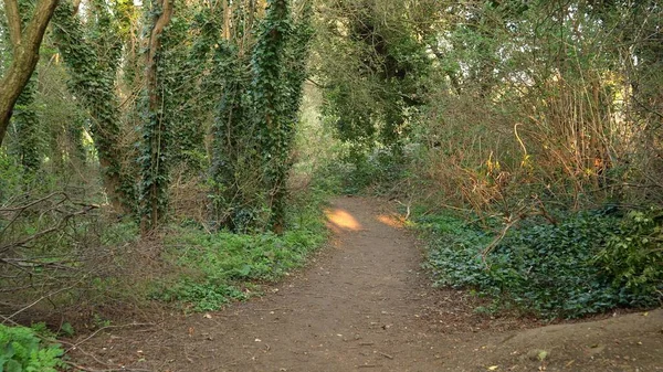 Пішохідна стежка Прогулянкова стежка в дикому зеленому лісі, що рухається. Особиста перспектива прогулянки по парку. Постійний знімок камери. Товстун йде через ліс. Дивовижна розслаблююча дорога оточена деревами — стокове фото
