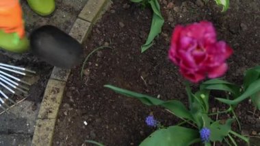 Anaokulundan güzel bir kız çocuğu iş eldiveni giyer, botlarını giyer toprağı çiçeklere hazırlar, anneye bahçeyle ilgilenmesinde yardım eder. Çevre konseptinin geliştirilmesine yardım