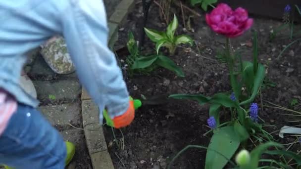 Preschool pretty little girl kid Daughter wear works gloves humic boots preparing soil to plant flowers.helping mother take care of garden. Help assistance gardering planting environmental concept — ストック動画