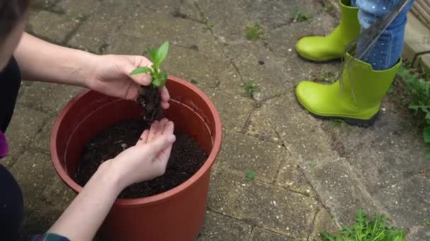 Happy Preschool little girl kid Daughter wear works gloves humic boots planting flowers in pot in garden. Child Helping mother ouside. Family Nature gardering, environmental Spring Summer concept — ストック動画