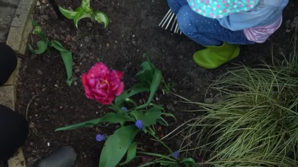 Дочерняя одежда работает перчатки гуминовые сапоги подготовки почву для посадки Flowers.helping матери заботиться о саду. Помощь в овладении концепцией посадки — стоковое видео
