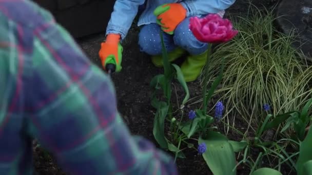 Preschool pretty little girl kid Daughter wear works gloves humic boots preparing soil to plant flowers.helping mother take care of garden. Help assistance gardering planting environmental concept — ストック動画