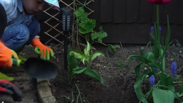 Preschool pretty little girl kid Daughter wear works gloves humic boots preparing soil to plant flowers.helping mother take care of garden. Help assistance gardering planting environmental concept — ストック動画