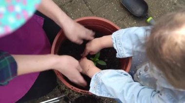 Mutlu okul öncesi küçük kız çocuğu iş eldivenleri giyer bahçedeki saksıya çiçek eker. Çocuk annesine dışarıda yardım ediyor. Aile Doğa Gargara, Çevresel Bahar Yaz Konsepti
