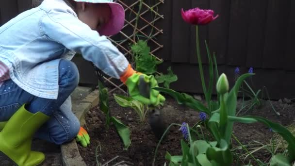 Preschool pretty little girl kid Daughter wear works gloves humic boots preparing soil to plant flowers.helping mother take care of garden. Help assistance gardering planting environmental concept — ストック動画