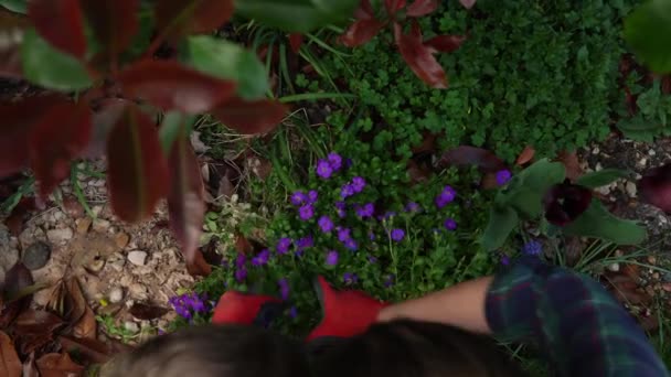 Madre ama de casa con niños Son Daughter usa guantes de trabajo preparando tierra para plantar flores ayudando a mamá a cuidar el jardín afuera. Ayuda asistencia jardinería plantación ambiental Familia Naturaleza — Vídeo de stock