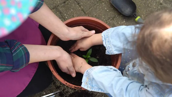 Mutlu okul öncesi küçük kız çocuğu iş eldivenleri giyer bahçedeki saksıya çiçek eker. Çocuk annesine dışarıda yardım ediyor. Aile Doğa Gargara, Çevresel Bahar Yaz Konsepti — Stok fotoğraf