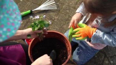 Mutlu okul öncesi küçük kız çocuğu iş eldivenleri giyer bahçedeki saksıya çiçek eker. Çocuk annesine dışarıda yardım ediyor. Aile Doğa Gargara, Çevresel Bahar Yaz Konsepti