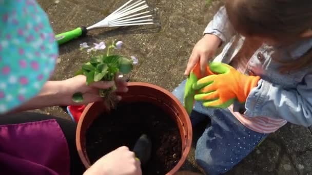Happy Preschool little girl kid Daughter wear works gloves humic boots planting flowers in pot in garden. Child Helping mother ouside. Family Nature gardering, environmental Spring Summer concept — ストック動画