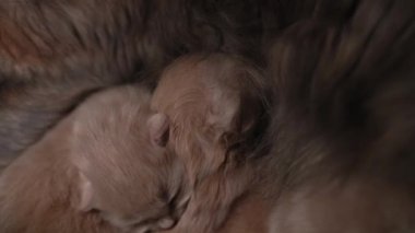 Yavru kedileri emziriyor. Şirin Kedi Ailesi. Anne kedi sütle besleniyor ve kediyle ilgileniyor. Kırmızı İranlı Kedi Yavruları Yemek. Rahat Evcil Hayvanlar Konforlu Evlerinde Sürünüyor. Hayatın İlk Günlerinde yeni doğmuş kedi yavruları.