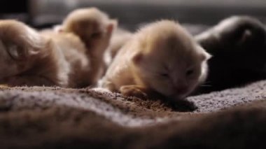 Küçük Meraklı Kedileri Emzirmek. Şirin Kedi Ailesi. Kızıl Farsça Kedicik Gri Battaniyenin Üzerinde Yatıyor. Rahat Evcil Hayvanlar Konforlu Evlerinde Sürünüyor. Hayatın İlk Günleri 'nde yeni doğmuş kedi yavruları. Kedi istirahatı yatakta kestiriyor.