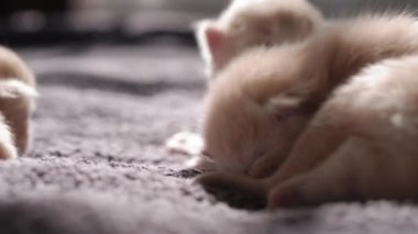 Küçük Meraklı Kedileri Emzirmek. Şirin Kedi Ailesi. Kızıl Farsça Kedicik Gri Battaniyenin Üzerinde Yatıyor. Rahat Evcil Hayvanlar Konforlu Evlerinde Sürünüyor. Hayatın İlk Günleri 'nde yeni doğmuş kedi yavruları. Kedi istirahatı yatakta kestiriyor.