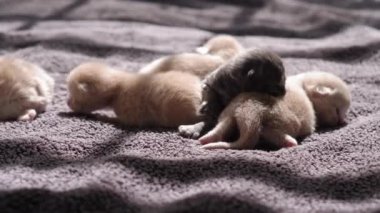 Küçük Meraklı Kedileri Emzirmek. Şirin Kedi Ailesi. Kızıl Farsça Kedicik Gri Battaniyenin Üzerinde Yatıyor. Rahat Evcil Hayvanlar Konforlu Evlerinde Sürünüyor. Hayatın İlk Günleri 'nde yeni doğmuş kedi yavruları. Kedi istirahatı yatakta kestiriyor.