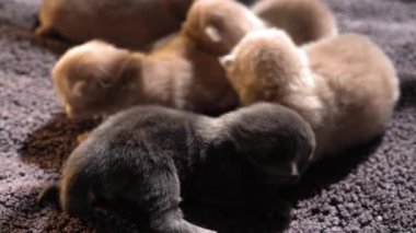 Küçük Meraklı Kedileri Emzirmek. Şirin Kedi Ailesi. Kızıl Farsça Kedicik Gri Battaniyenin Üzerinde Yatıyor. Rahat Evcil Hayvanlar Konforlu Evlerinde Sürünüyor. Hayatın İlk Günleri 'nde yeni doğmuş kedi yavruları. Kedi istirahatı yatakta kestiriyor.