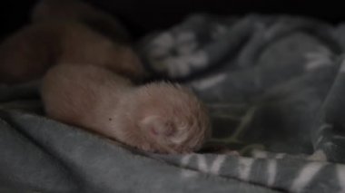 Yavru kedileri emziriyor. Şirin Kedi Ailesi. Anne kedi sütle besleniyor ve kediyle ilgileniyor. Kırmızı İranlı Kedi Yavruları Yemek. Rahat Evcil Hayvanlar Konforlu Evlerinde Sürünüyor. Hayatın İlk Günlerinde yeni doğmuş kedi yavruları.