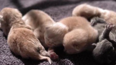 Küçük Meraklı Kedileri Emzirmek. Şirin Kedi Ailesi. Kızıl Farsça Kedicik Gri Battaniyenin Üzerinde Yatıyor. Rahat Evcil Hayvanlar Konforlu Evlerinde Sürünüyor. Hayatın İlk Günleri 'nde yeni doğmuş kedi yavruları. Kedi istirahatı yatakta kestiriyor.