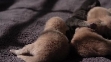 Küçük Meraklı Kedileri Emzirmek. Şirin Kedi Ailesi. Kızıl Farsça Kedicik Gri Battaniyenin Üzerinde Yatıyor. Rahat Evcil Hayvanlar Konforlu Evlerinde Sürünüyor. Hayatın İlk Günleri 'nde yeni doğmuş kedi yavruları. Kedi istirahatı yatakta kestiriyor.
