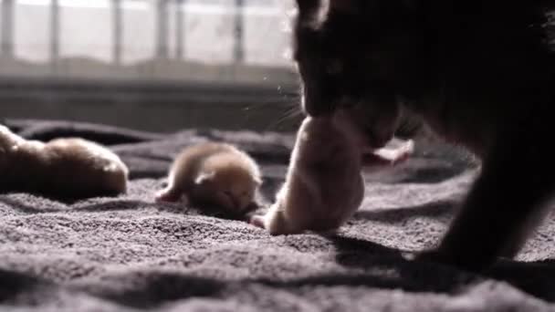 Stillende Kätzchen Nette Katzenfamilie Mutter Katze Nimmt Kätzchen Mit Zähnen — Stockvideo