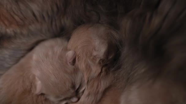 Stillende Kätzchen Nette Katzenfamilie Katzenmama Gibt Milchfutter Und Kümmert Sich — Stockvideo