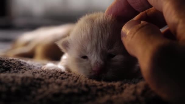 Kleine Neugierige Kätzchen Stillen Nette Katzenfamilie Rote Perserkatze Liegt Über — Stockvideo