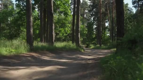 비포장도로 위에서 자동차가 움직이는 수있습니다 자연은 소나무 걷는다 수없는 여행하는 — 비디오