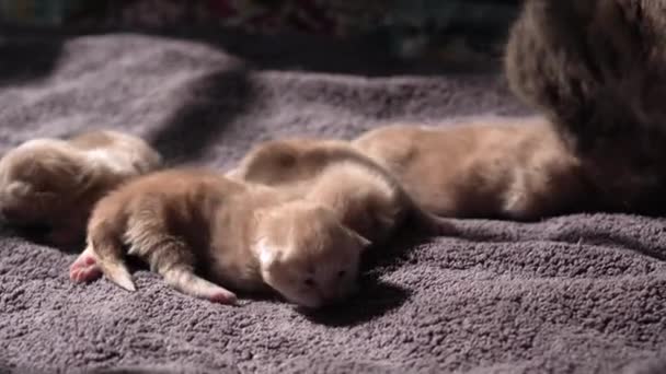 Stillende Kätzchen Nette Katzenfamilie Mutter Katze Nimmt Kätzchen Mit Zähnen — Stockvideo
