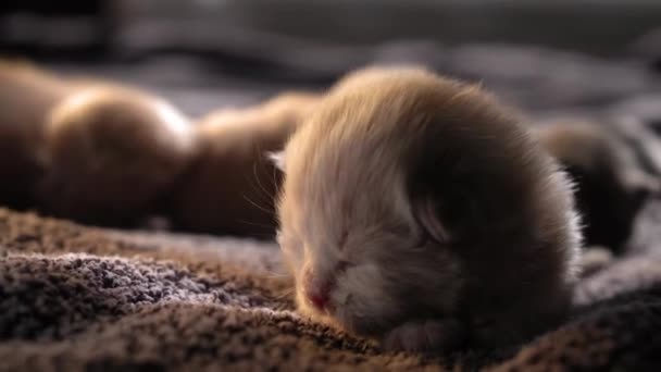 Amamantando Gatitos Curiosos Linda Familia Gatos Gatito Persa Rojo Acostado — Vídeos de Stock