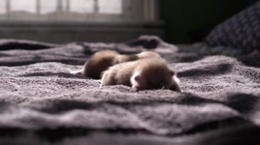 Yavru kedileri emziriyor. Şirin Kedi Ailesi. Anne kedi kediyi boynundan tutup dişleriyle alıyor. Kırmızı İranlı Kedi Yavruları Yemek. Rahat Evcil Hayvanlar Konforlu Evlerinde Sürünüyor. Hayatın İlk Günlerinde yeni doğmuş kedi yavruları.