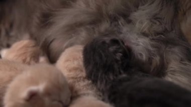 Yavru kedileri emziriyor. Şirin Kedi Ailesi. Anne kedi sütle besleniyor ve kediyle ilgileniyor. Kırmızı İranlı Kedi Yavruları Yemek. Rahat Evcil Hayvanlar Konforlu Evlerinde Sürünüyor. Hayatın İlk Günlerinde yeni doğmuş kedi yavruları.