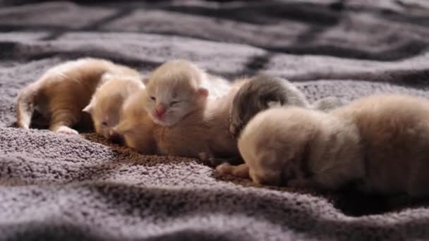 给好奇的小猫喂奶可爱的猫家庭 红色波斯猫躺在灰色毛毯上 舒适的宠物在舒适的家爬行 新出生的小猫在生命的第一天 猫在床上打盹 — 图库视频影像