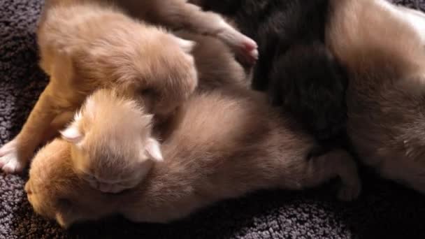 Borstvoeding Little Curious Kittens Leuke Kattenfamilie Rood Perzisch Poesje Ligt — Stockvideo