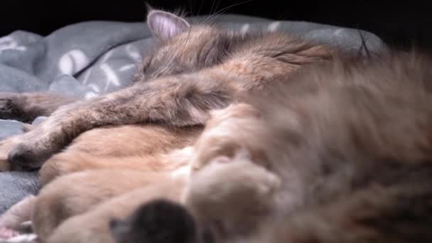 Θηλασμός Γατάκια Χαριτωμένη Οικογένεια Γάτα Μαμά Γάτα Δίνει Τροφή Για — Αρχείο Βίντεο