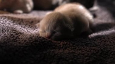 Küçük Meraklı Kedileri Emzirmek. Şirin Kedi Ailesi. Kızıl Farsça Kedicik Gri Battaniyenin Üzerinde Yatıyor. Rahat Evcil Hayvanlar Konforlu Evlerinde Sürünüyor. Hayatın İlk Günleri 'nde yeni doğmuş kedi yavruları. Kedi istirahatı yatakta kestiriyor.