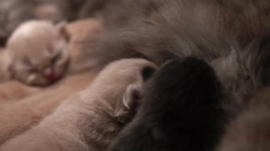 Yavru kedileri emziriyor. Şirin Kedi Ailesi. Anne kedi sütle besleniyor ve kediyle ilgileniyor. Kırmızı İranlı Kedi Yavruları Yemek. Rahat Evcil Hayvanlar Konforlu Evlerinde Sürünüyor. Hayatın İlk Günlerinde yeni doğmuş kedi yavruları.