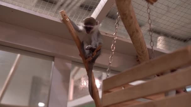 Kinderen Vervet Kleine Groene Aap Spelen Samen Schattige Kleine Kinderen — Stockvideo